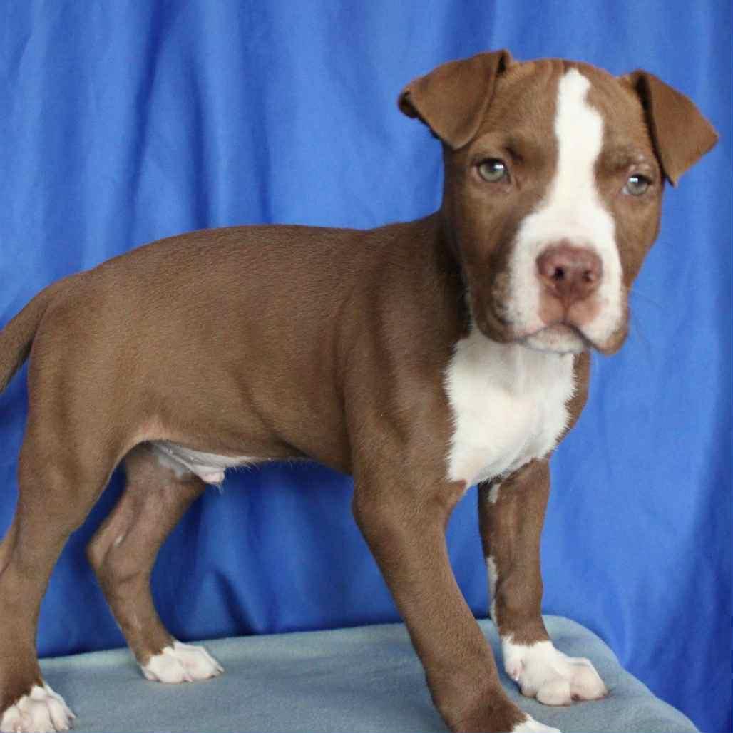 Mert in NH! Come Meet our Adoptable Dogs Wednesday-Saturday. More info in Bio!