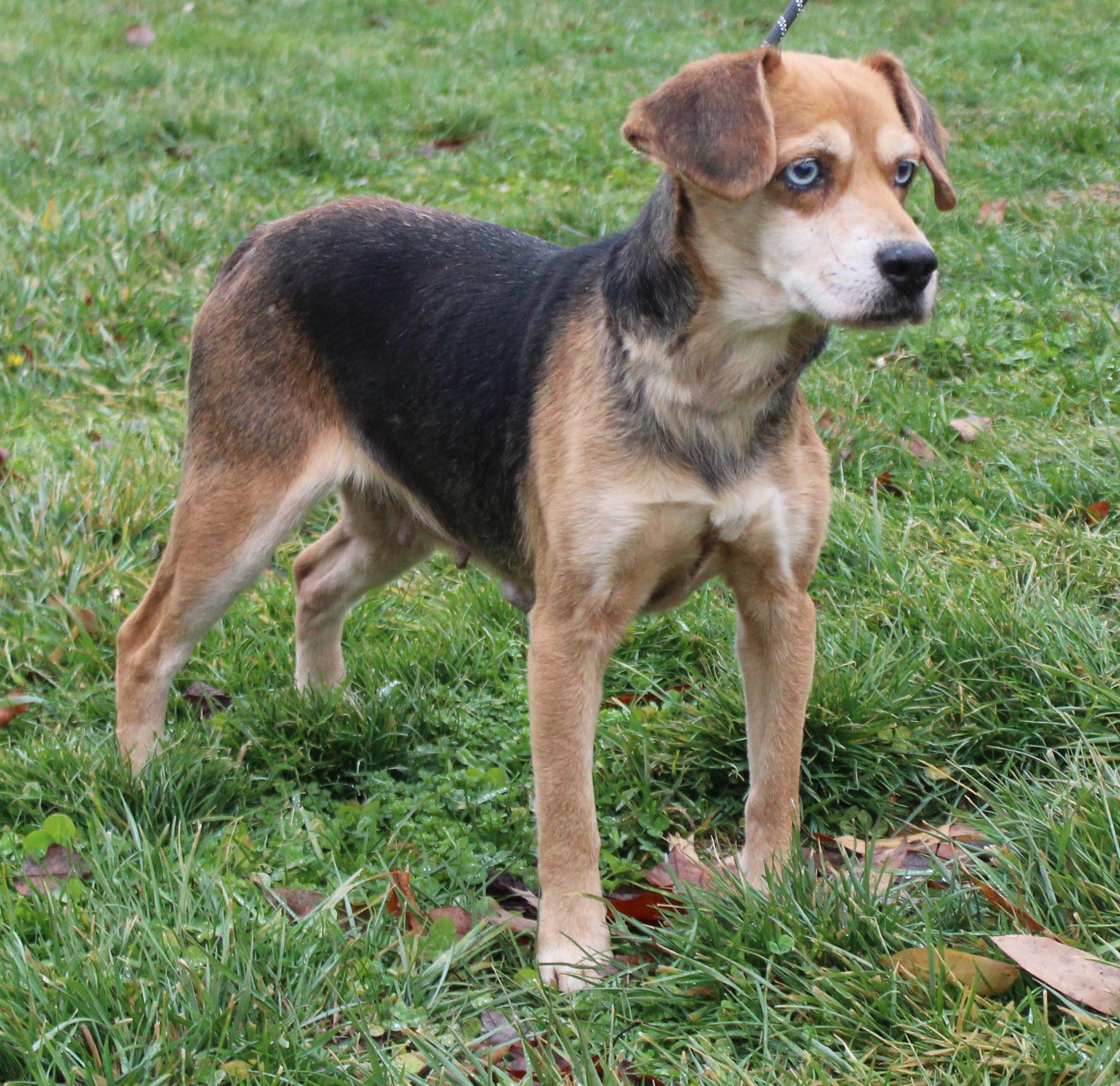 Enlarge Star (8725), an adopted mixed breed in Heath, OH image 2/2