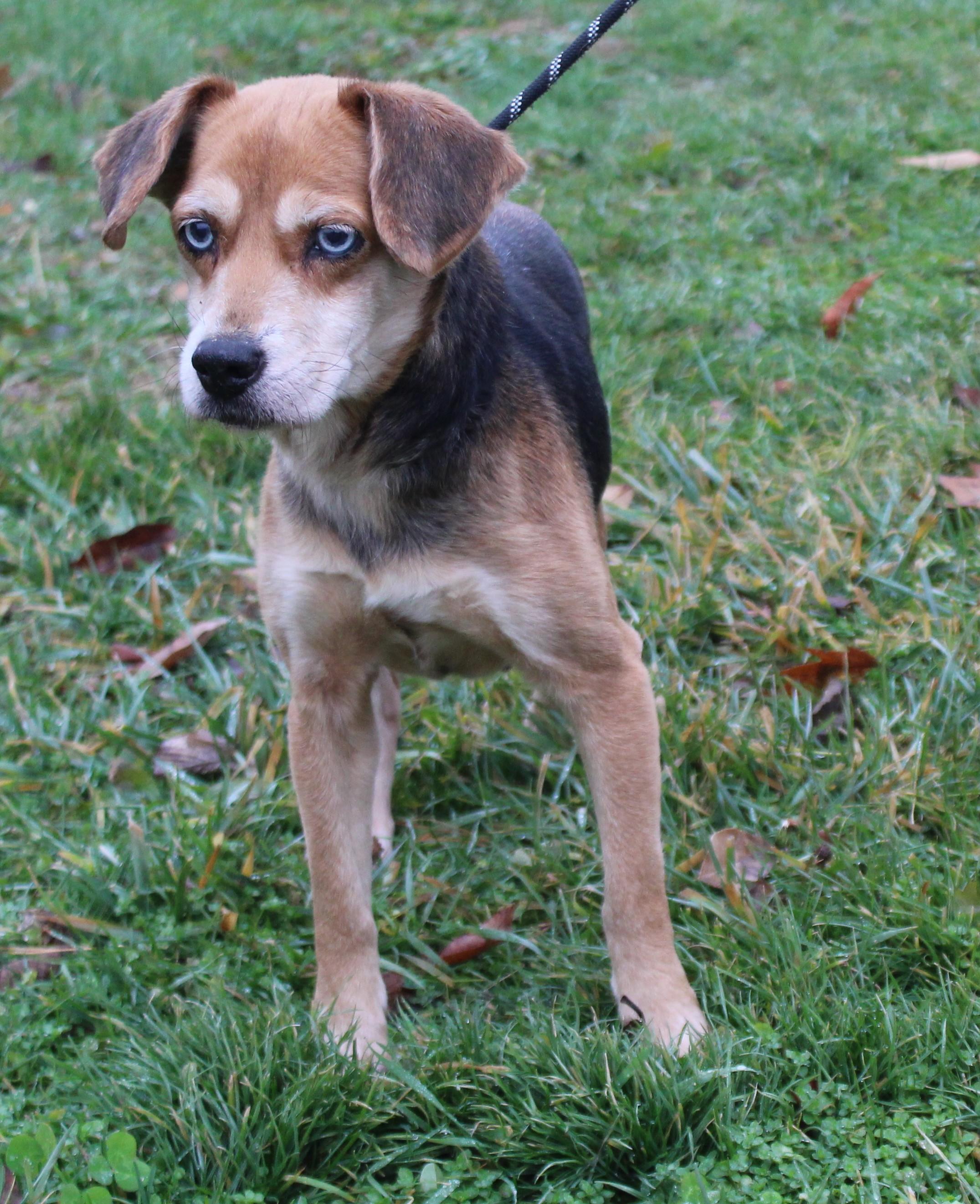 Star (8725), adopted, Senior Female Beagle.