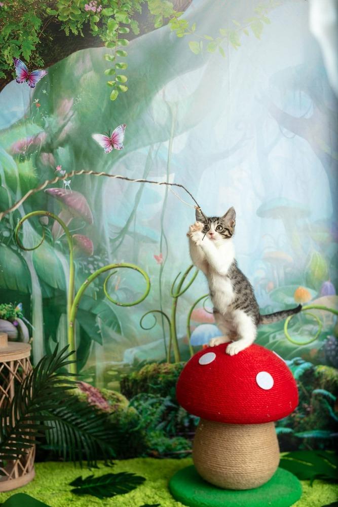 Star, Adoptable, Kitten Female Domestic Short Hair.