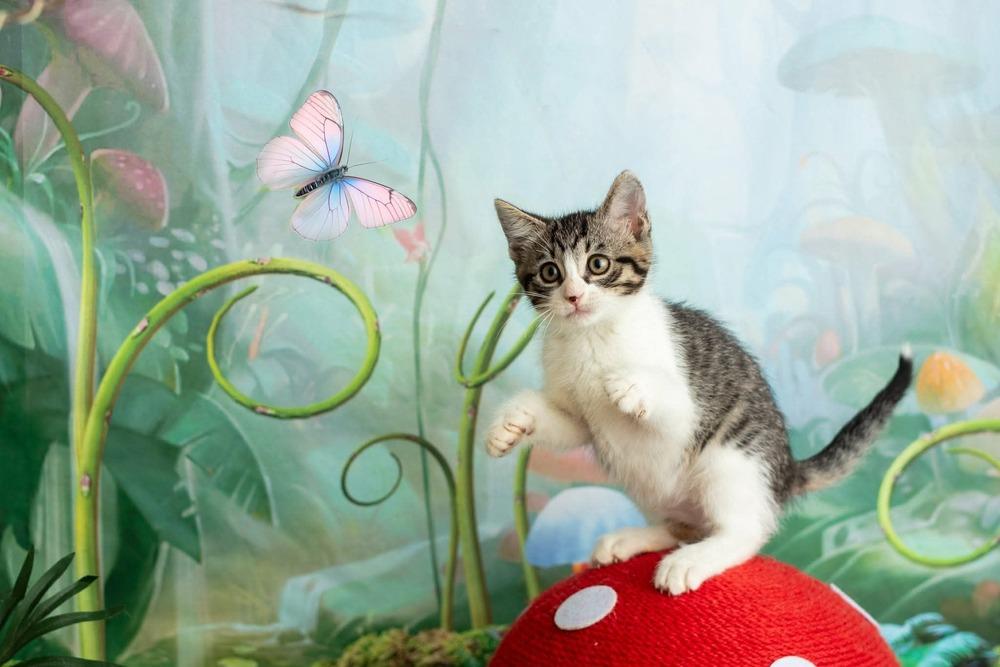 Enlarge Star, a Adoptable mixed breed in WARNER ROBINS, GA image 3/6