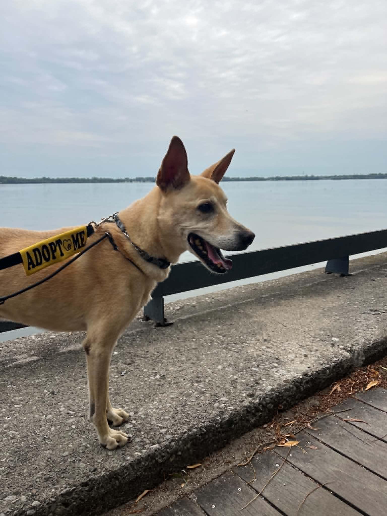 Enlarge Skippy, a Adopted mixed breed in Toronto, ON image 5/5