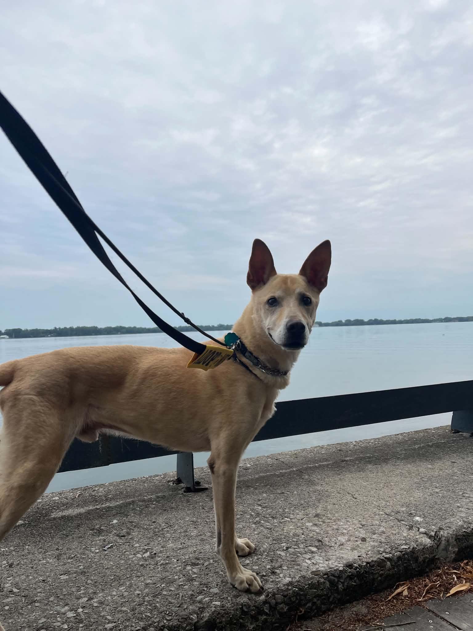 Enlarge Skippy, a Adopted mixed breed in Toronto, ON image 3/5
