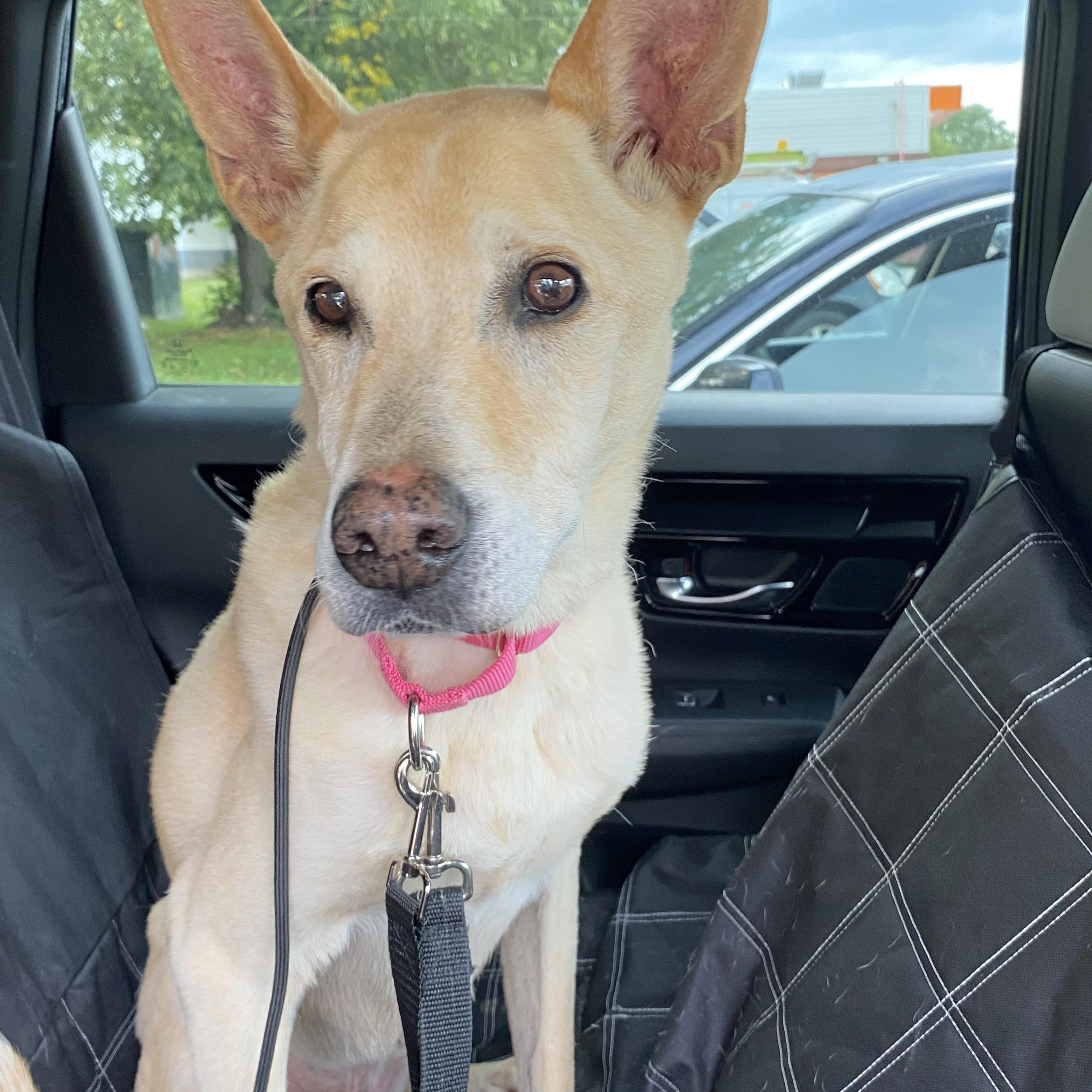 Enlarge Skippy, a Adopted mixed breed in Toronto, ON image 1/5