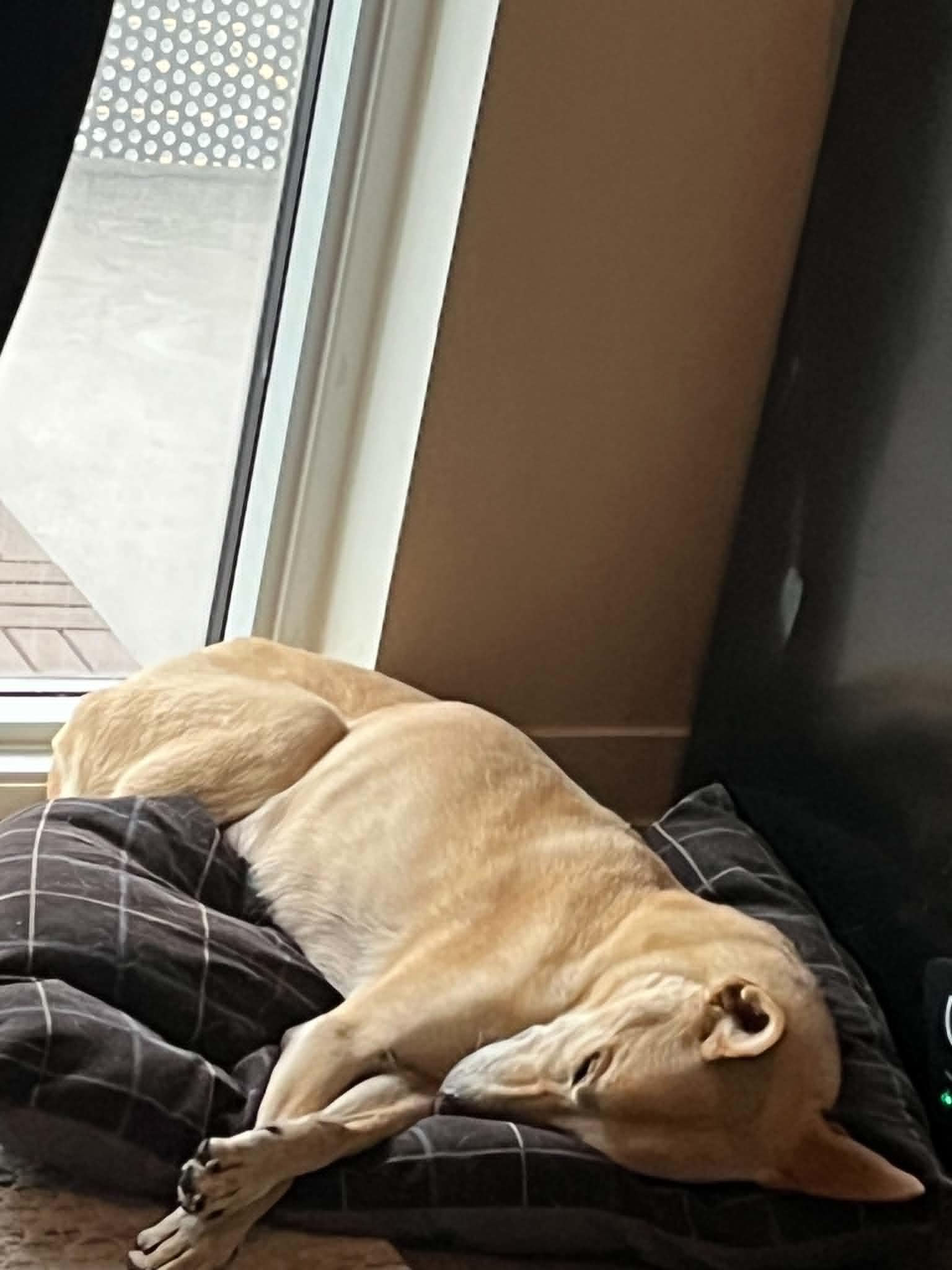Enlarge Skippy, a Adopted mixed breed in Toronto, ON image 2/5