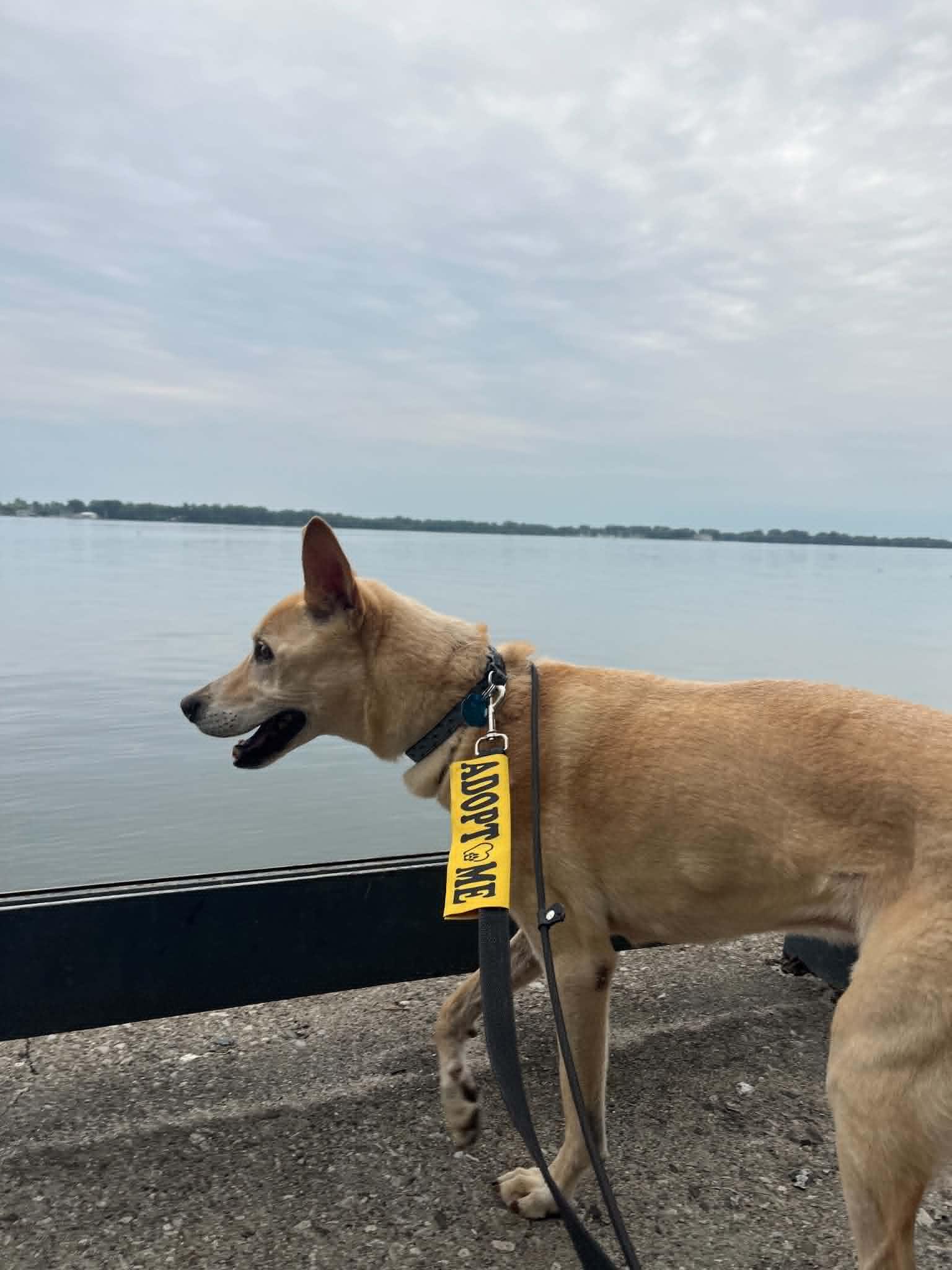 Enlarge Skippy, a Adopted mixed breed in Toronto, ON image 4/5