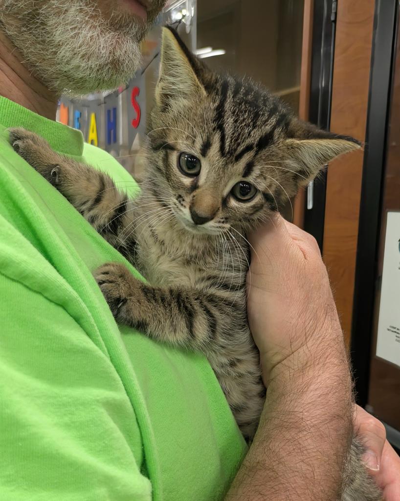GI Joe ✅, Adoptable, Kitten Male Domestic Short Hair.