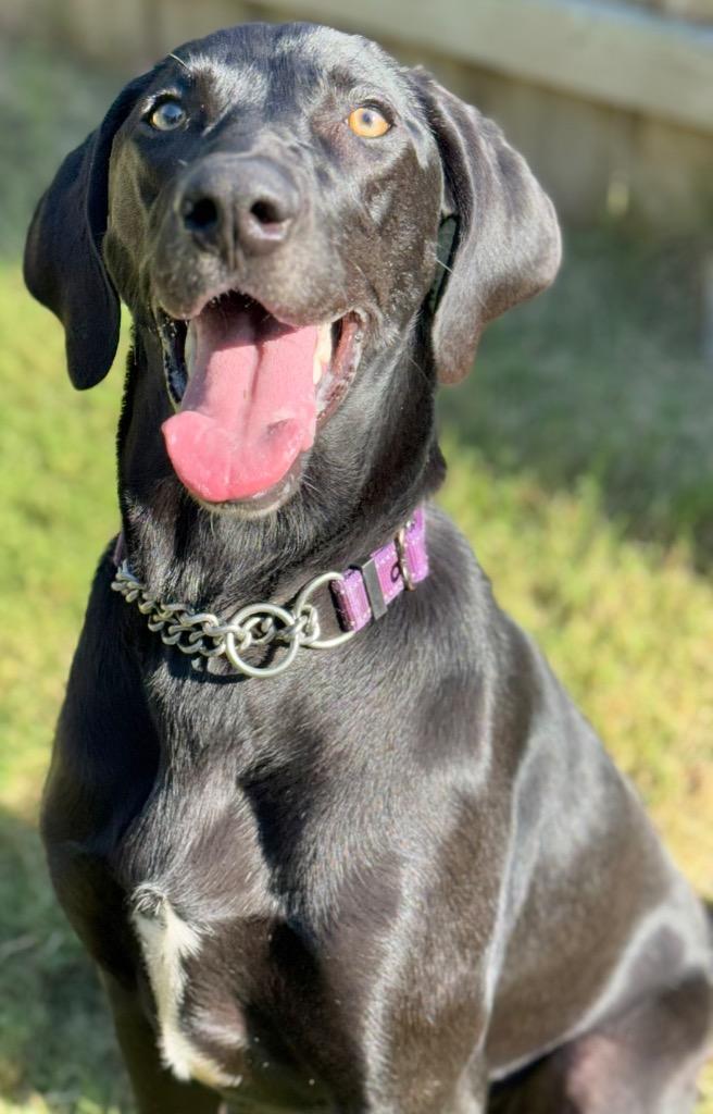 Harper, Adoptable, Young Female Labrador Retriever & Weimaraner.