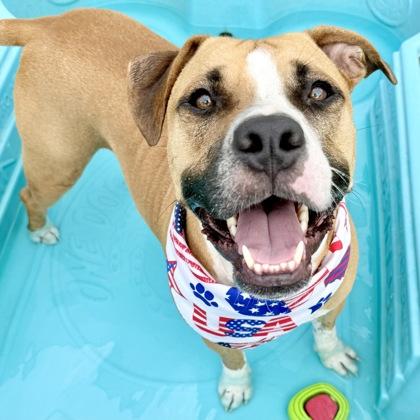 Enlarge Rubble, a Adoptable mixed breed in Largo, FL image 2/3