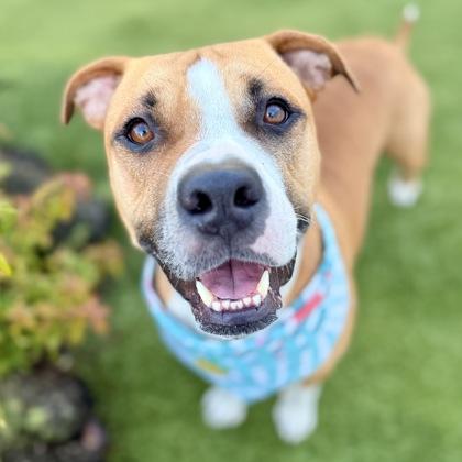 Enlarge Rubble, a Adoptable mixed breed in Largo, FL image 3/3