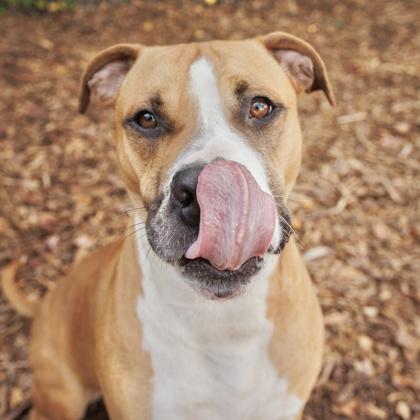 Rubble, a Adoptable mixed breed in Largo, FL image 4/5