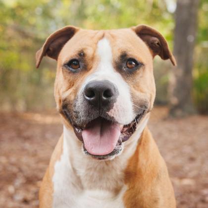 Rubble, a Adoptable mixed breed in Largo, FL image 5/5