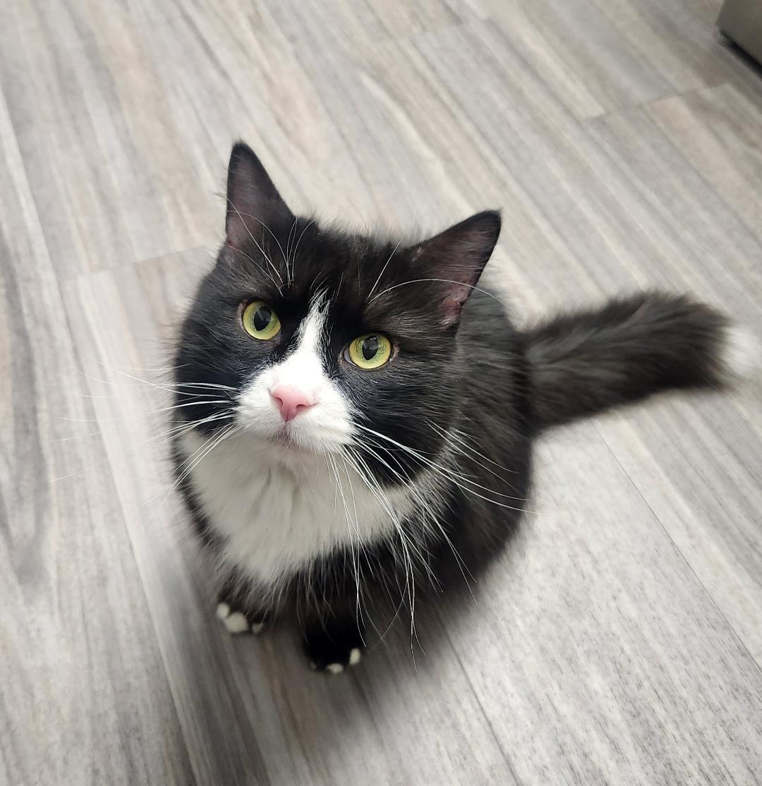 Enlarge Mystic, a Adoptable Domestic Medium Hair in Hanover, PA image 1/3