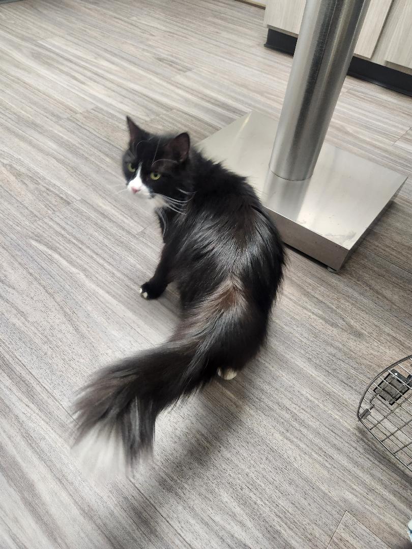 Enlarge Mystic, a Adoptable Domestic Medium Hair in Hanover, PA image 2/3