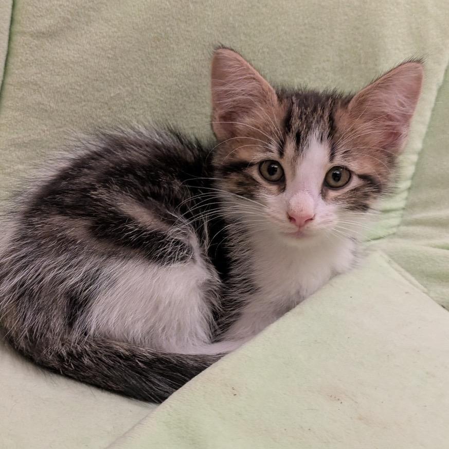 Maple, Adoptable, Kitten Male Domestic Short Hair.