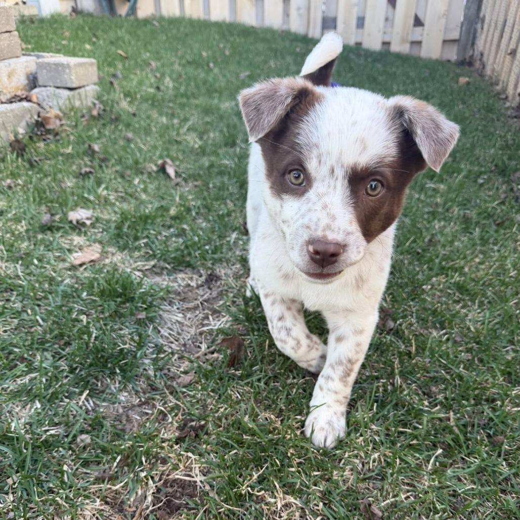 Josie, Adoptable, Puppy Female Mixed Breed.