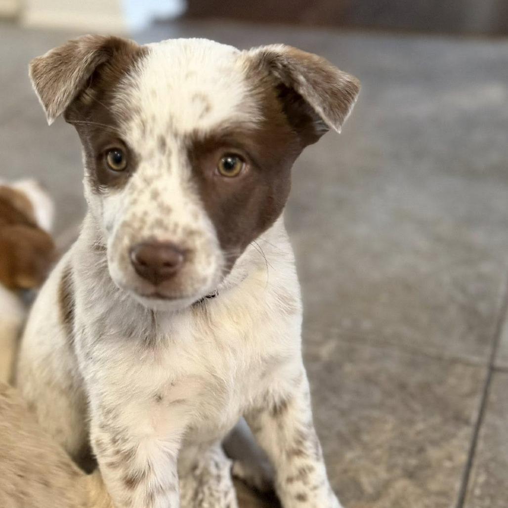 Enlarge Josie, a Adoptable Mixed Breed in Joliet, IL image 2/2