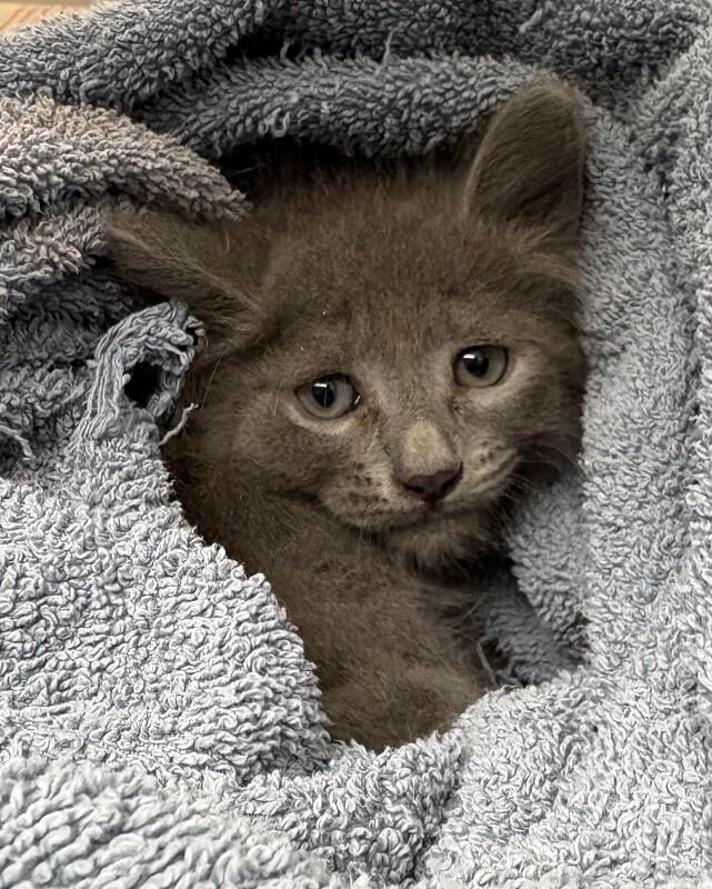 Enlarge Taffy, a Adoptable Domestic Long Hair in Katy, TX image 1/1