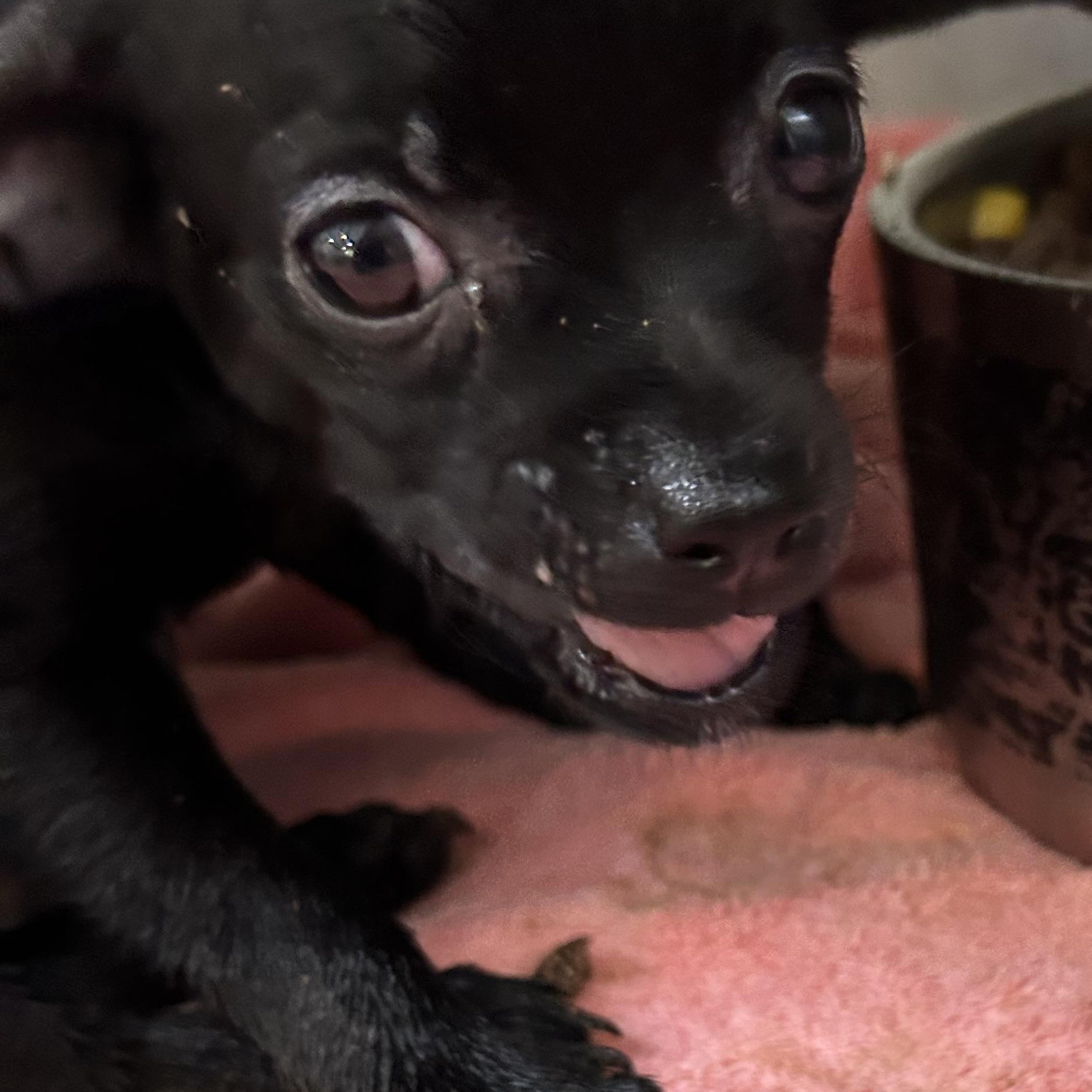 Ned, Adopted, Puppy Male Chihuahua.