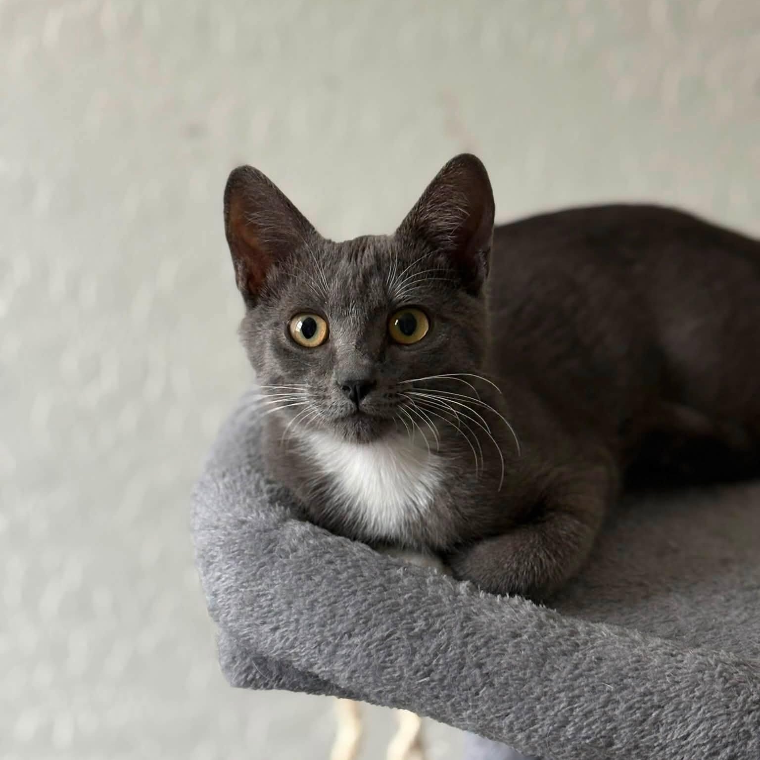 Thorn, a ADOPTABLE Domestic Short Hair in Queen Creek, AZ image 1/5