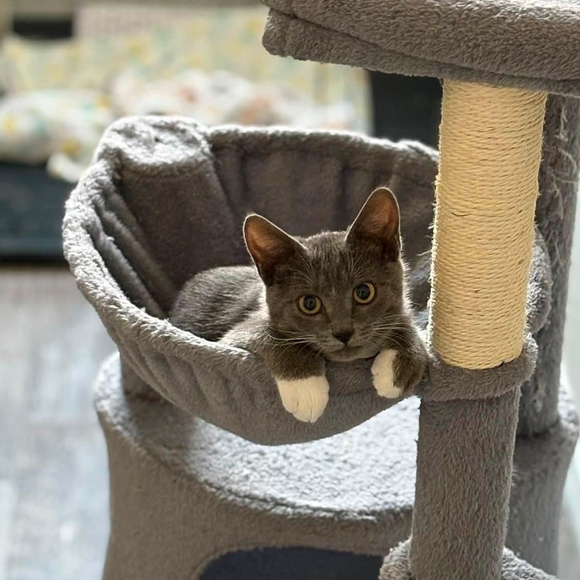 Thorn, a ADOPTABLE Domestic Short Hair in Queen Creek, AZ image 2/5