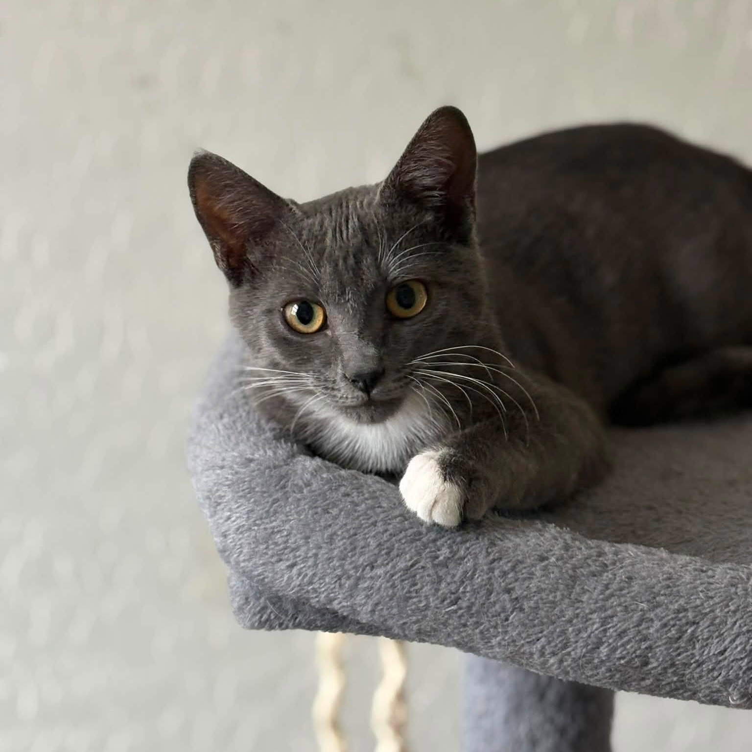 Thorn, a ADOPTABLE Domestic Short Hair in Queen Creek, AZ image 3/5