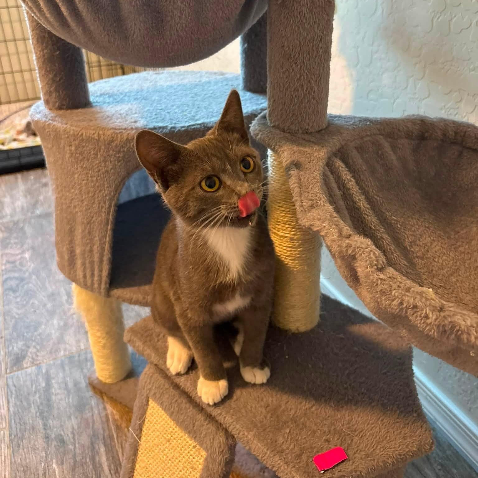 Thorn, a ADOPTABLE Domestic Short Hair in Queen Creek, AZ image 5/5