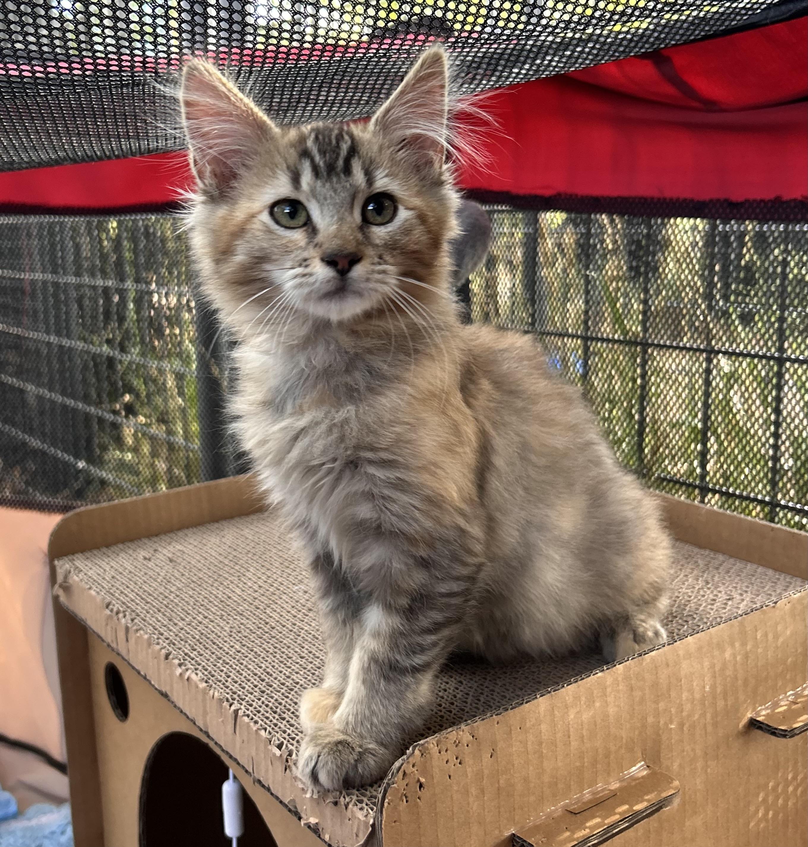 Pixie, an adopted mixed breed in Durango, CO image 2/2