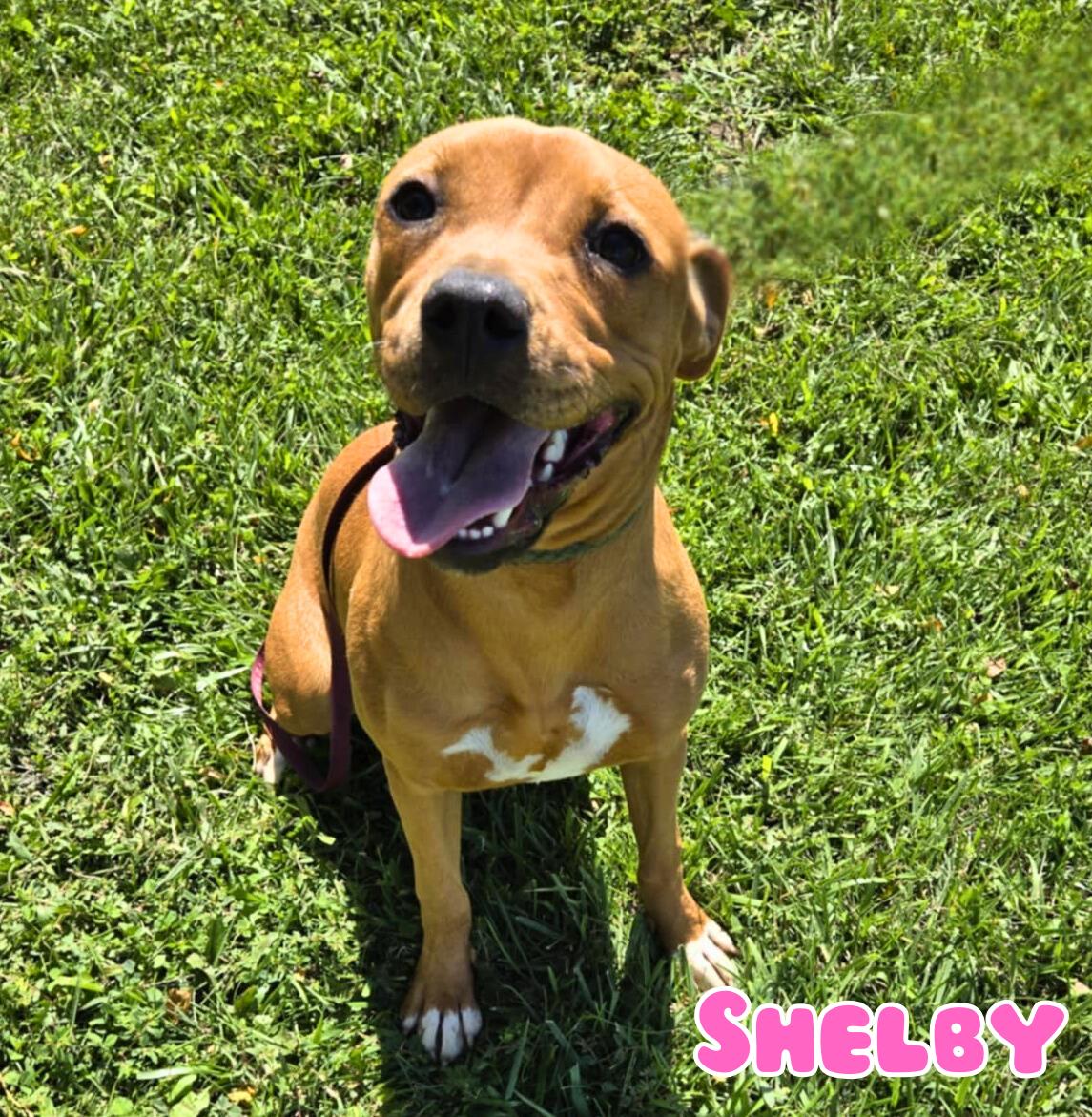 Shelby