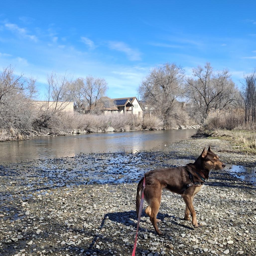 Pedro Pawscal, Adoptable, Adult Male Australian Kelpie & Mixed Breed.