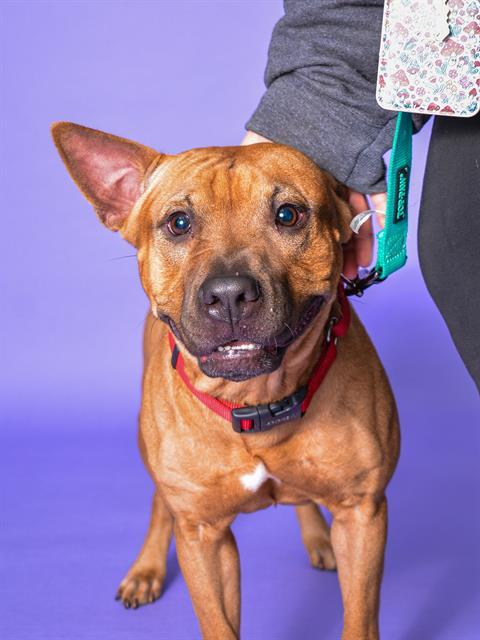 Enlarge MOOKIE, a Adoptable mixed breed in Fort Lauderdale, FL image 1/1