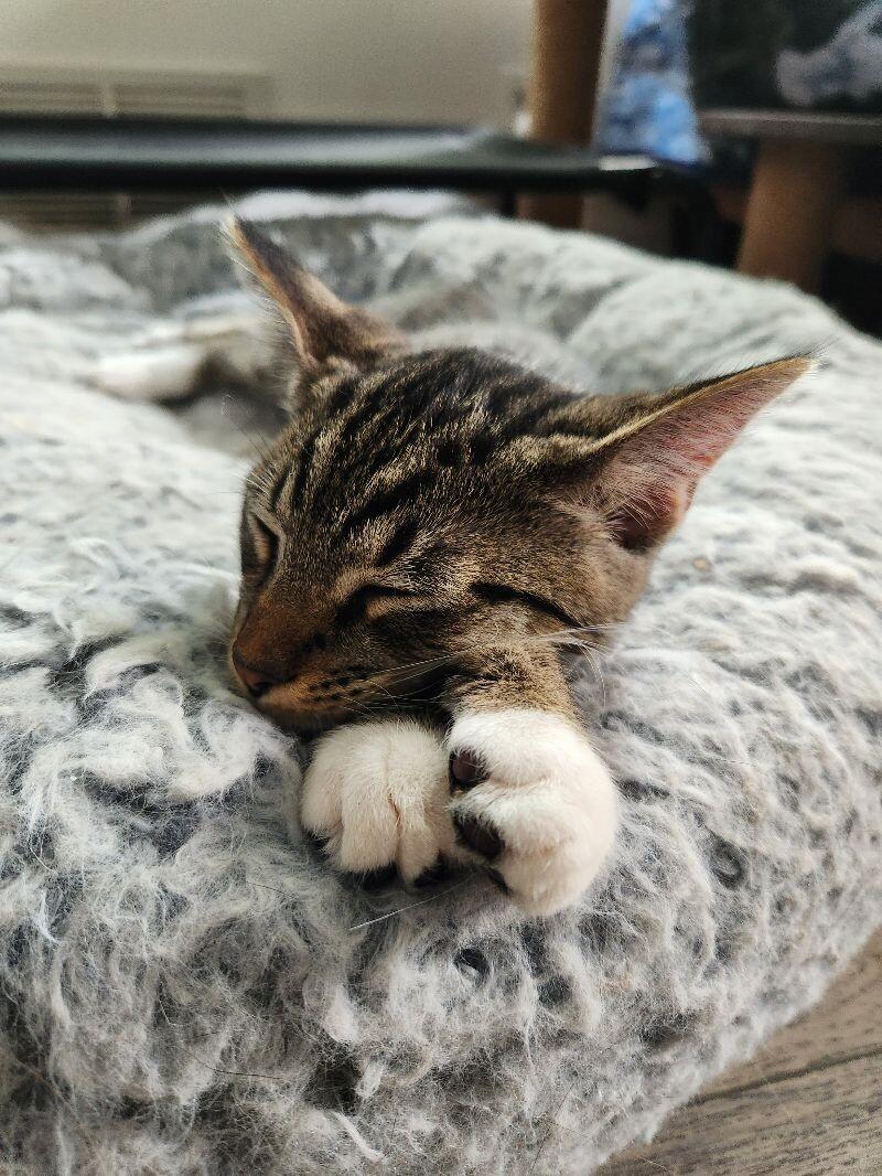 Enlarge Kobe, a Adoptable Domestic Short Hair in Adrian, MI image 2/4