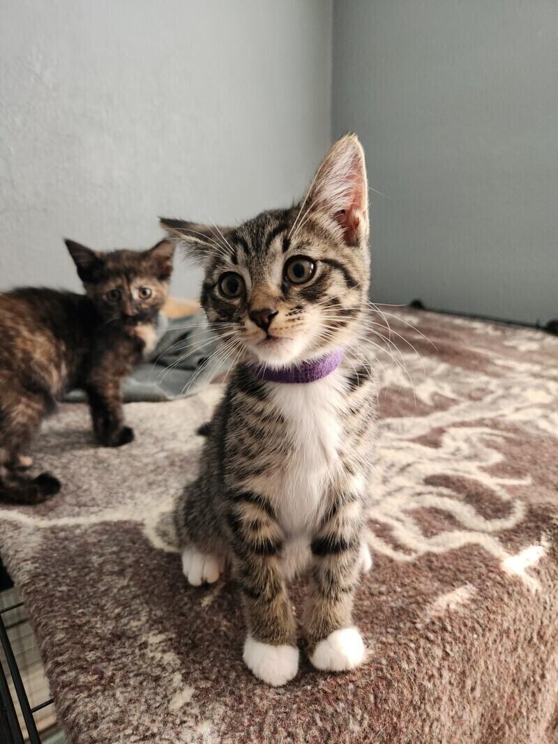 Enlarge Kobe, a Adoptable Domestic Short Hair in Adrian, MI image 3/4