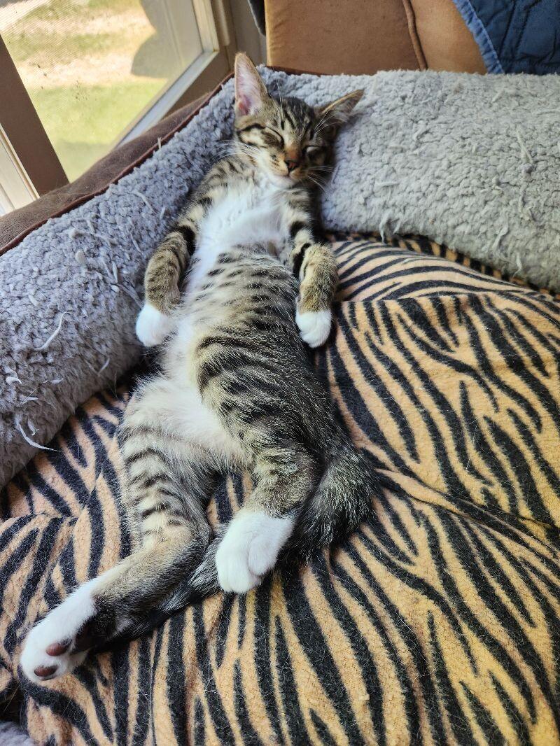 Enlarge Kobe, a Adoptable Domestic Short Hair in Adrian, MI image 4/4