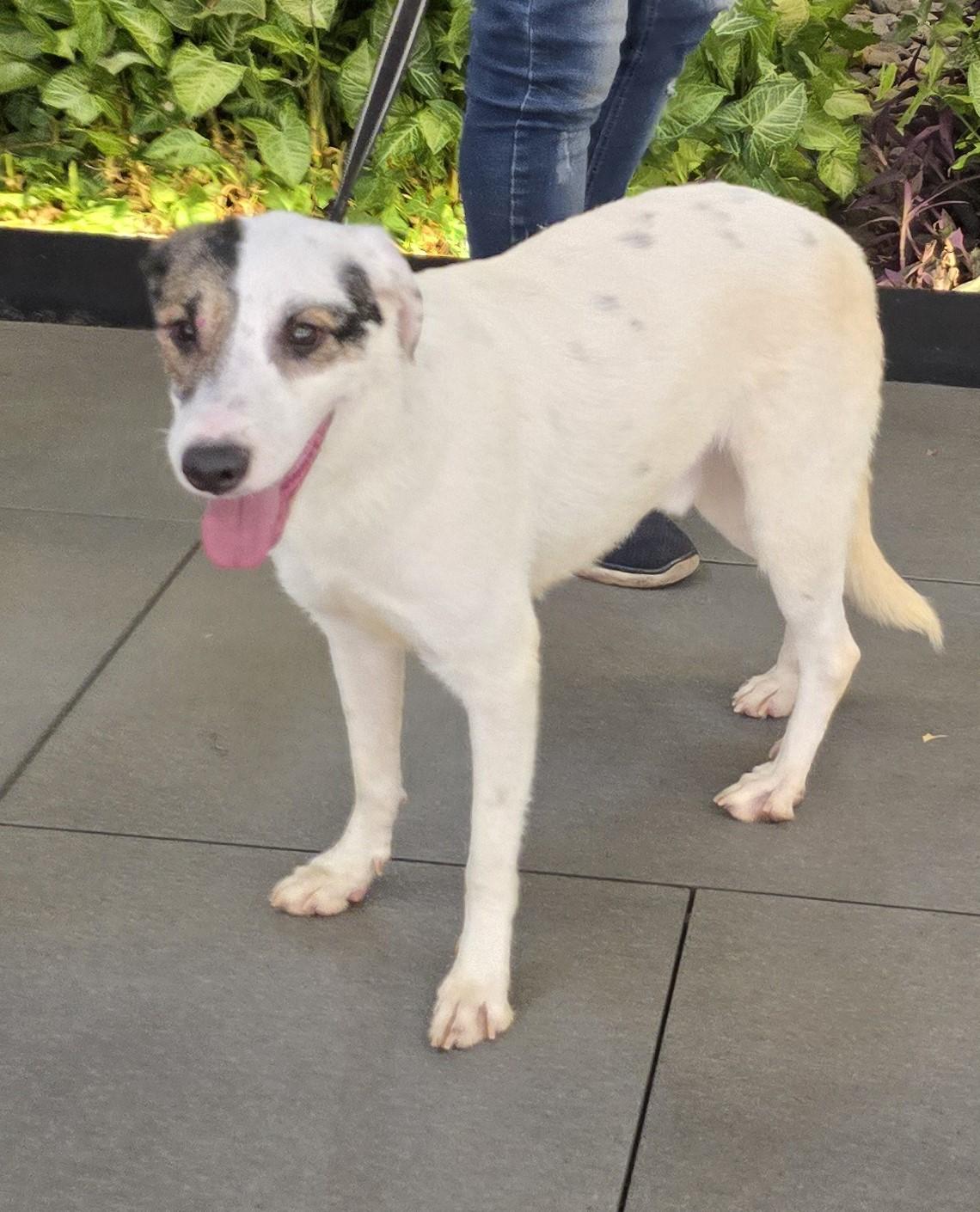 Enlarge Mickey, a Adoptable Cattle Dog in San Francisco, CA image 1/2