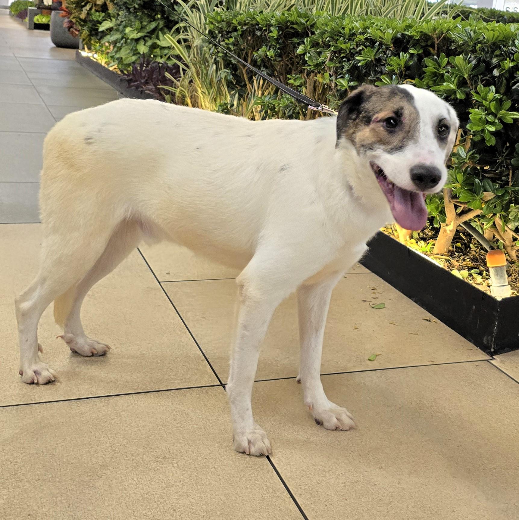Enlarge Mickey, a Adoptable Cattle Dog in San Francisco, CA image 3/3