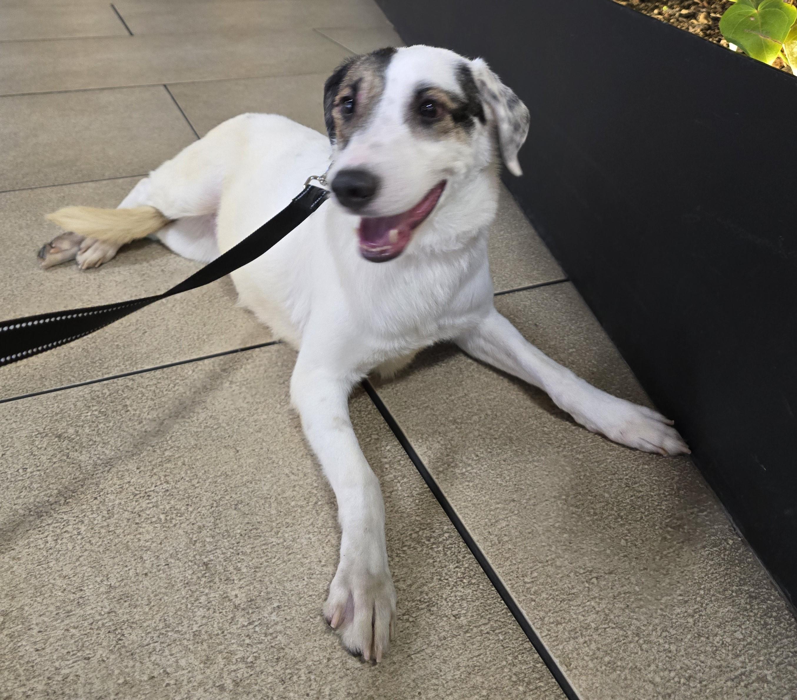 Enlarge Mickey, a Adoptable Cattle Dog in San Francisco, CA image 2/2