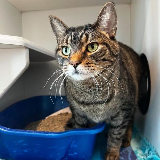 Mance, Adoptable, Senior Male Domestic Short Hair.