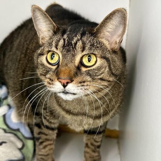 Enlarge Mance, a Adoptable Domestic Short Hair in Matteson, IL image 2/4