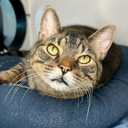 Enlarge Mance, a Adoptable Domestic Short Hair in Matteson, IL image 3/4