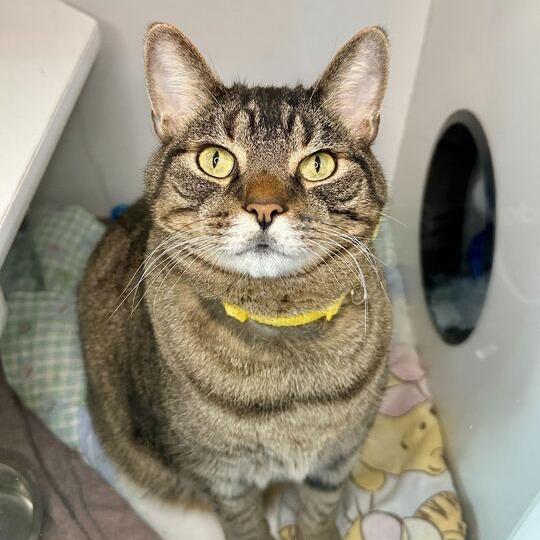 Enlarge Mance, a Adoptable Domestic Short Hair in Matteson, IL image 4/4