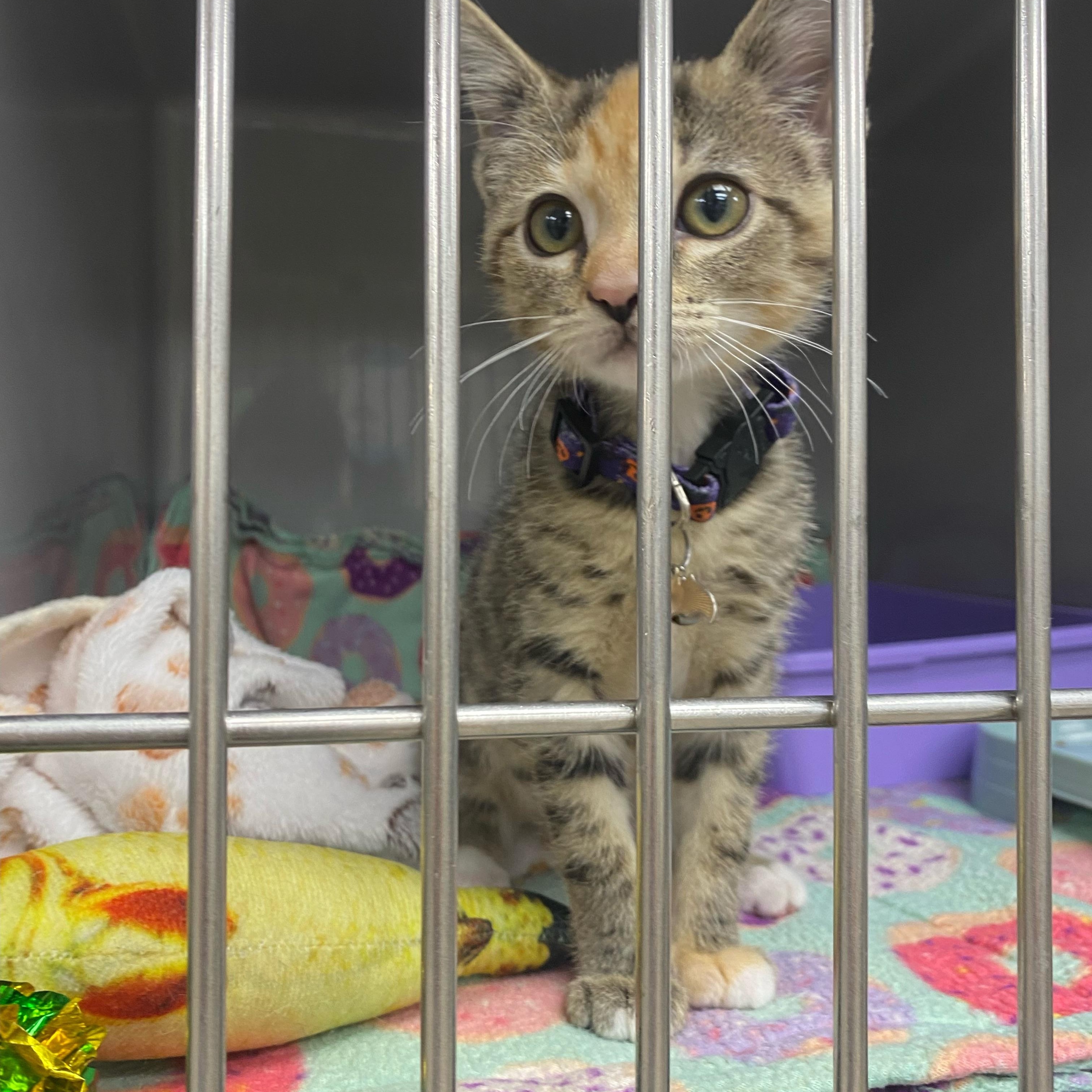 Zoey, Adopted, Young Female Domestic Short Hair.