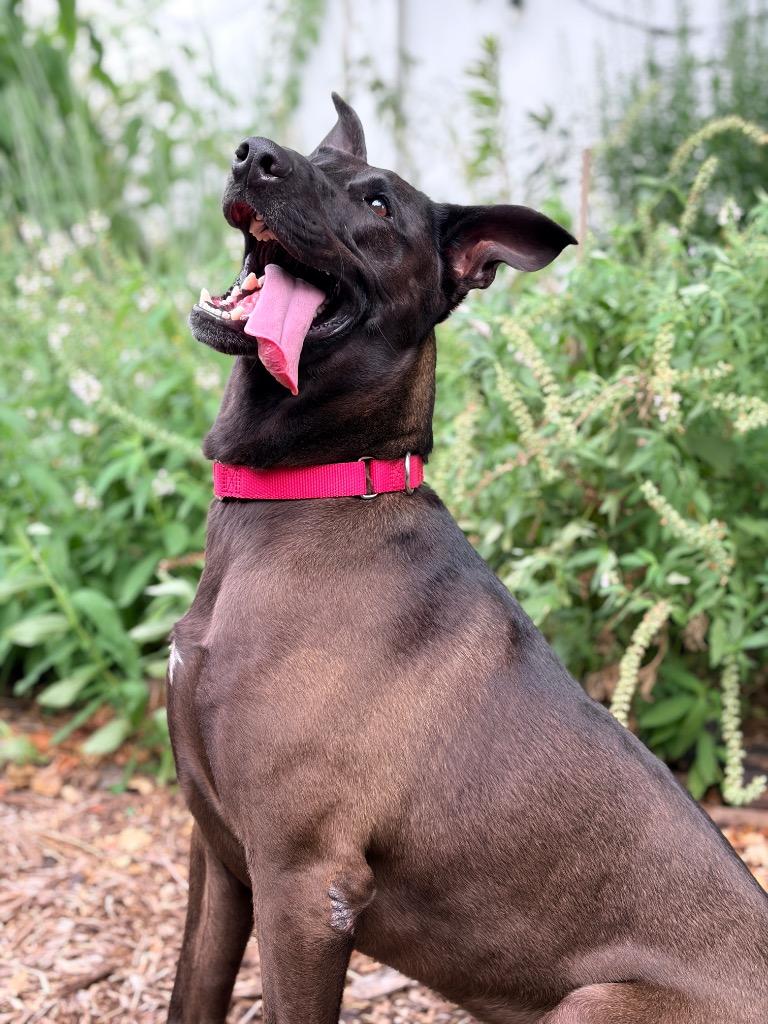 Mr. Dees (In Foster), a Adoptable mixed breed in New Orleans, LA image 5/6