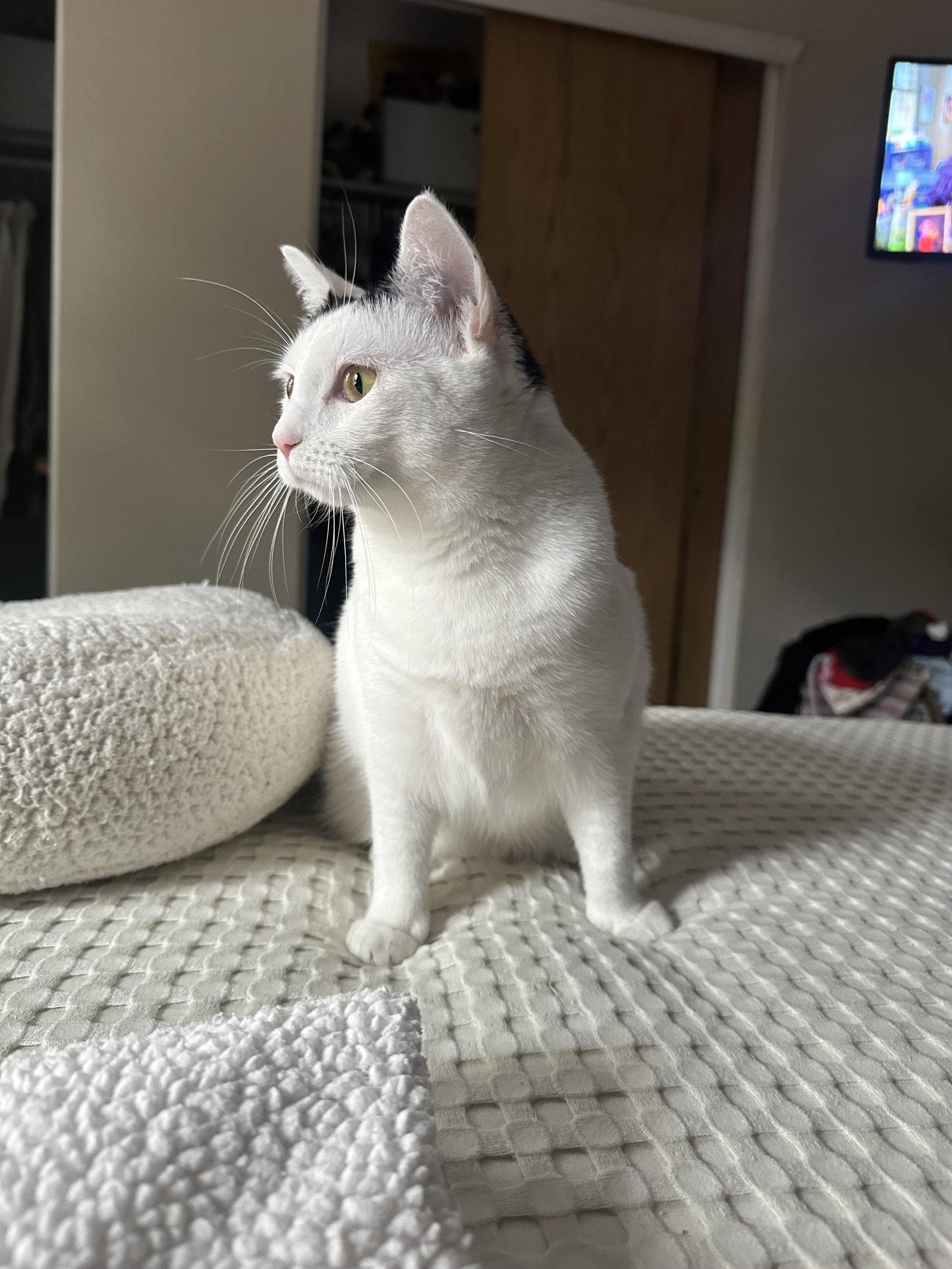 Cloudette, Adoptable, Adult Female Domestic Short Hair.