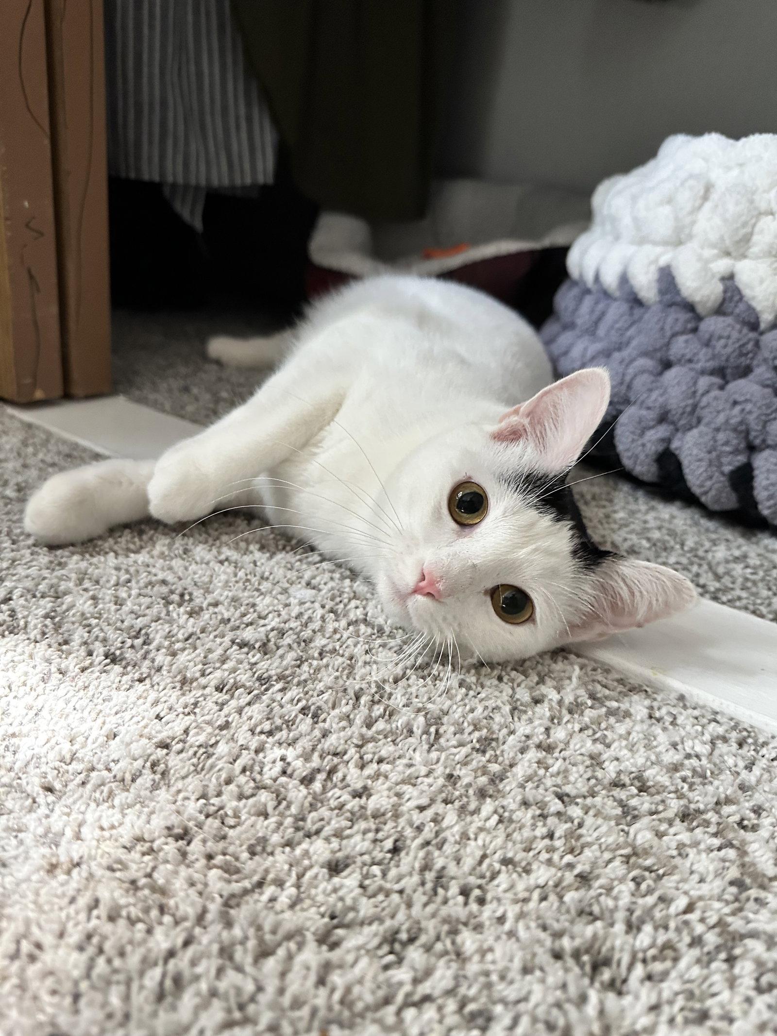 Enlarge Cloudette, a Adoptable Domestic Short Hair in Aurora, CO image 2/3