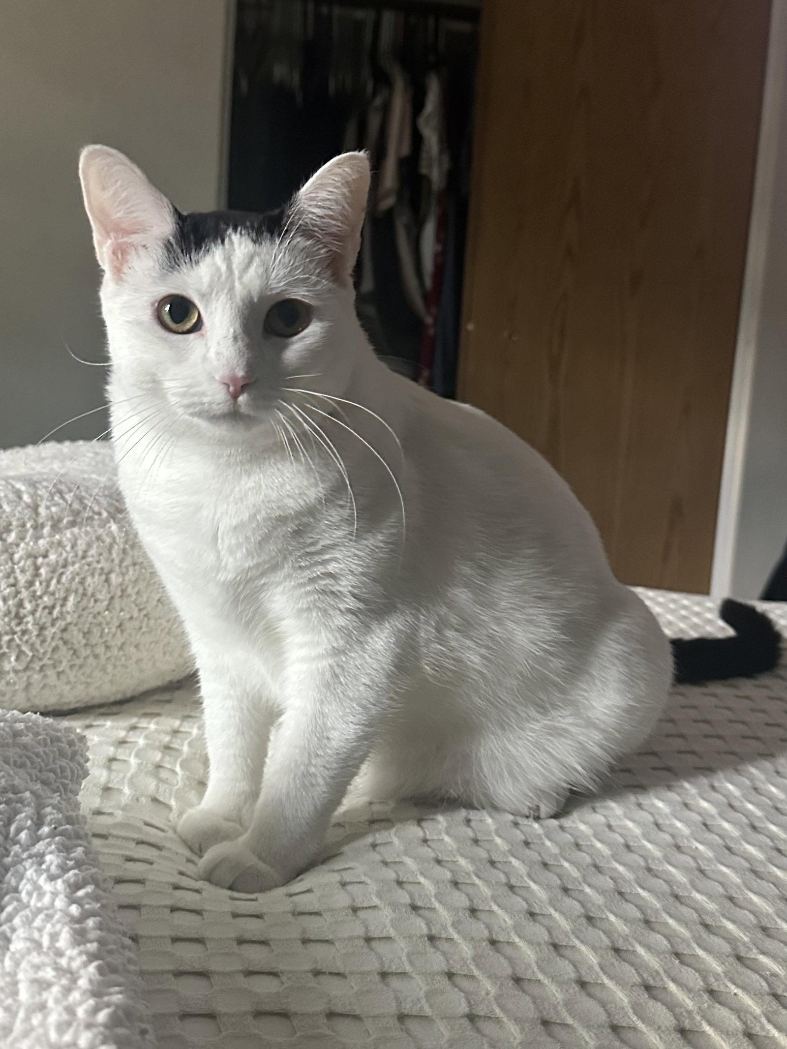 Enlarge Cloudette, a Adoptable Domestic Short Hair in Aurora, CO image 3/3