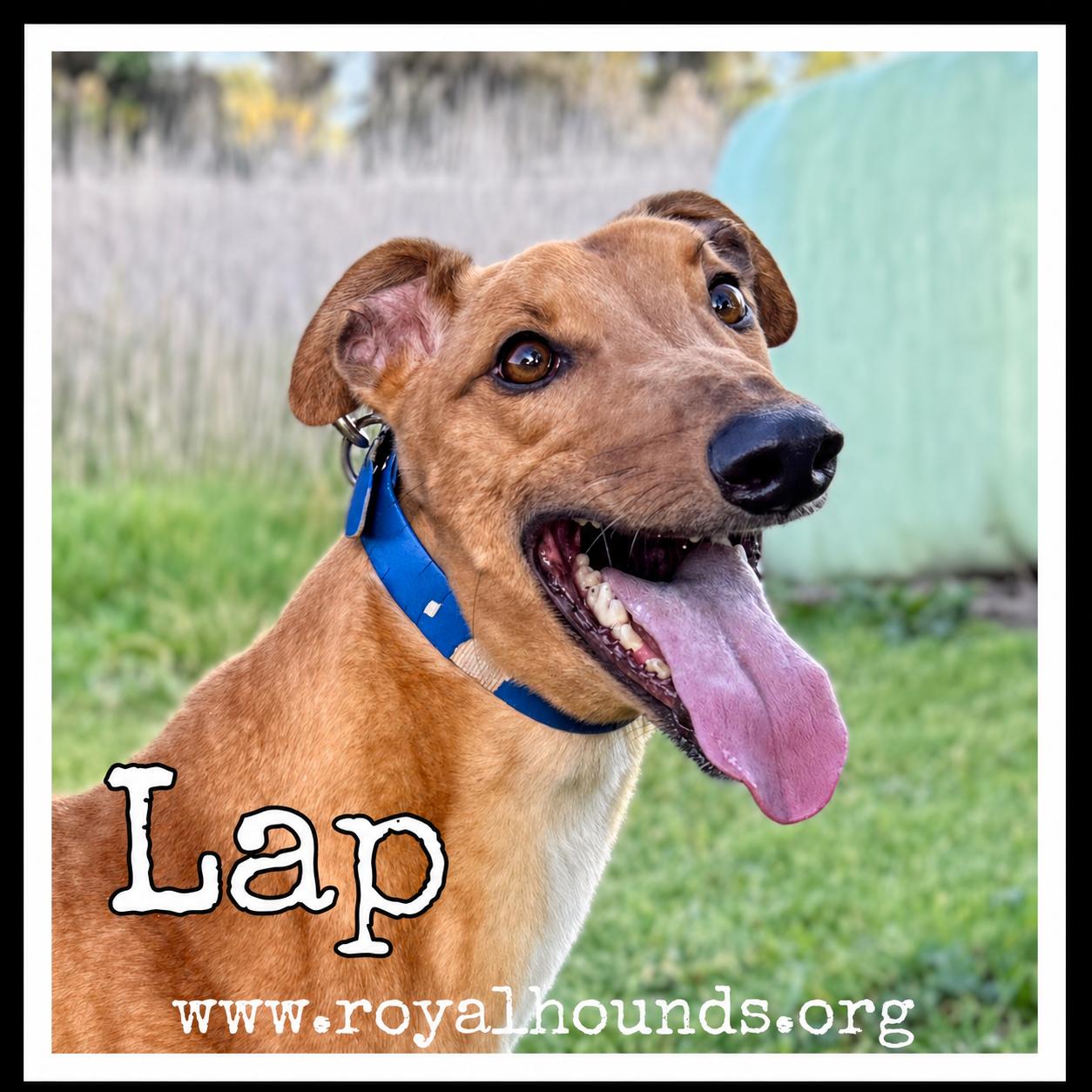 Lap, Adoptable, Adult Male Greyhound.