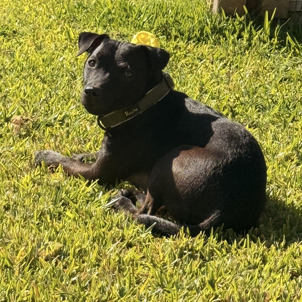 Enlarge *** Mack, a Adoptable Terrier in Oceanside, CA image 1/3