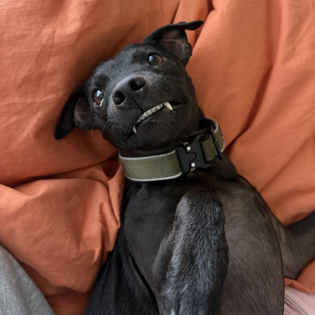 Enlarge *** Mack, a Adoptable Terrier in Oceanside, CA image 2/3