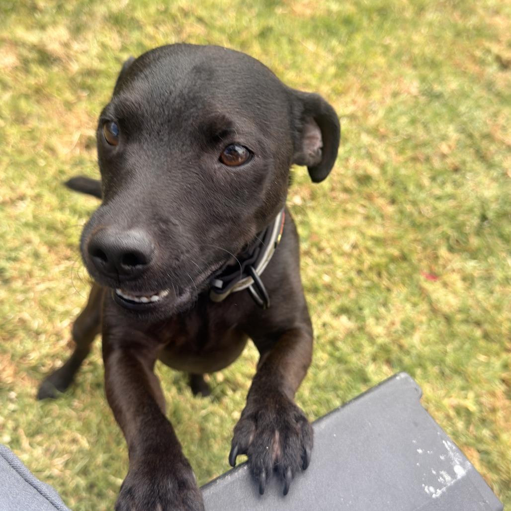 Enlarge *** Mack, a Adoptable Terrier in Oceanside, CA image 3/3